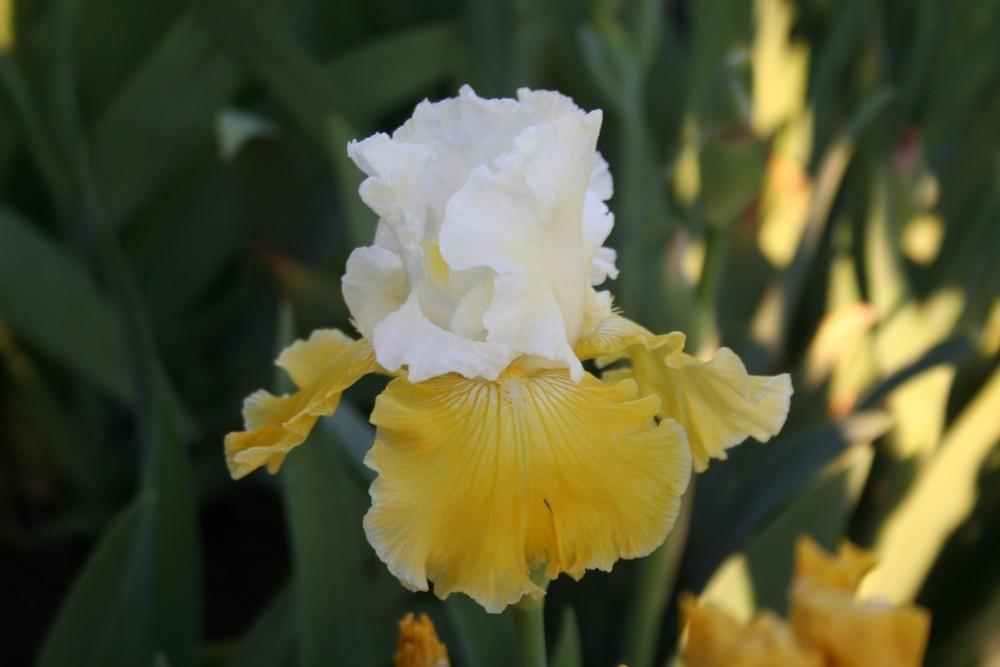 Photo of Tall Bearded Iris (Iris 'Lemon Cloud') uploaded by KentPfeiffer