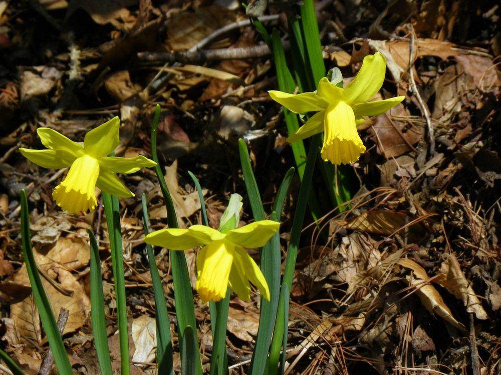 Photo of Cyclamineus Daffodil (Narcissus 'February Gold') uploaded by Newyorkrita