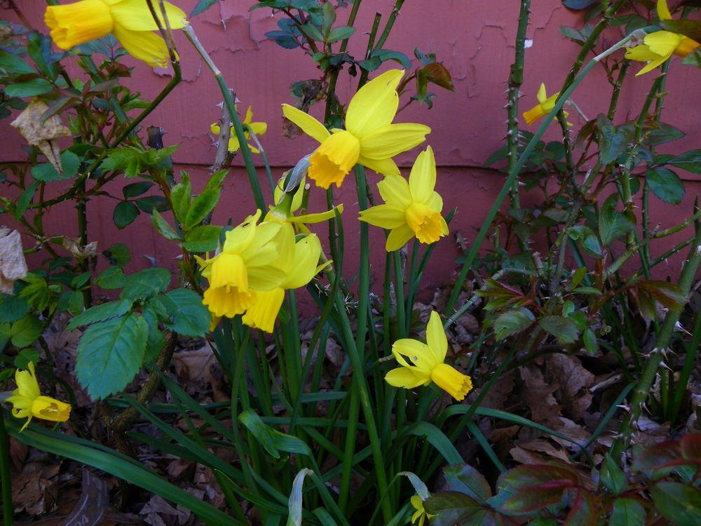 Photo of Cyclamineus Daffodil (Narcissus 'Itzim') uploaded by Newyorkrita