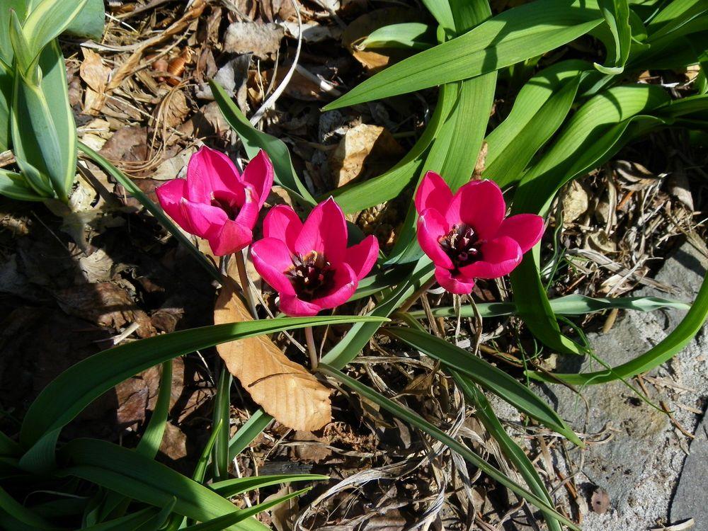 Photo of Species Tulip (Tulipa humilis var. violacea 'Black Base') uploaded by Newyorkrita