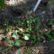 Location: Long Island, NY Date: 2013-04-14Tulip folliage emerging in the spring.
