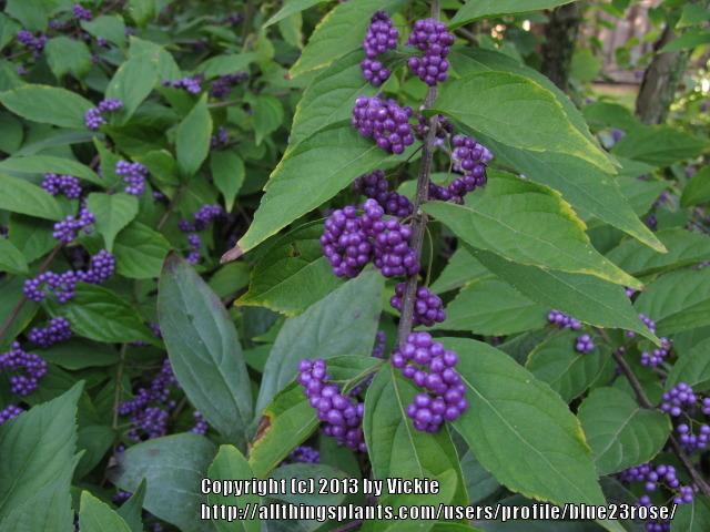 Photo of Beautyberry (Callicarpa dichotoma 'Early Amethyst') uploaded by blue23rose