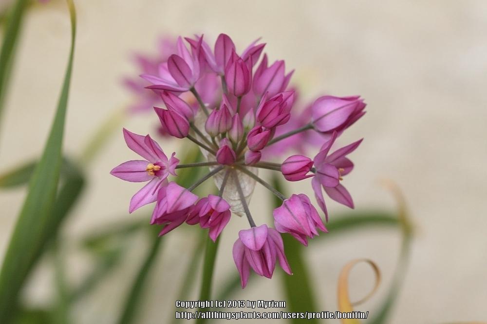 Photo of Pink Lily Leek (Allium oreophilum) uploaded by bonitin