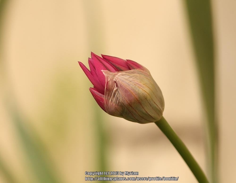 Photo of Pink Lily Leek (Allium oreophilum) uploaded by bonitin