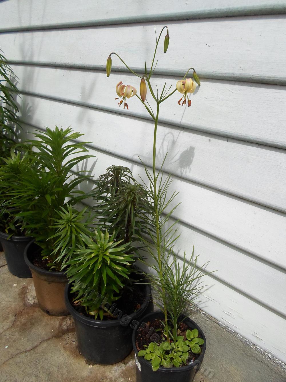 Photo of Lily (Lilium cernuum) uploaded by dellac
