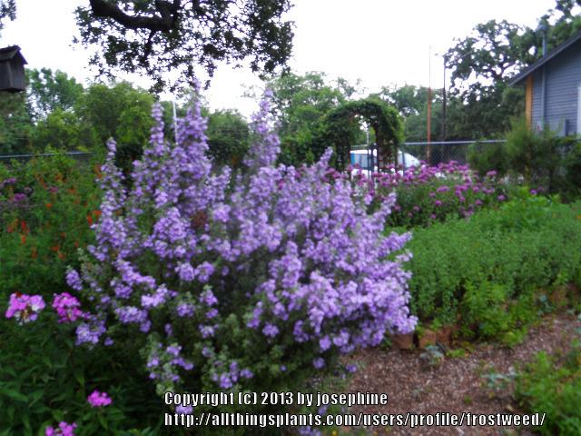 Photo of Texas Sage (Leucophyllum frutescens 'Lynn Lowrey's Dwarf Everblooming') uploaded by frostweed