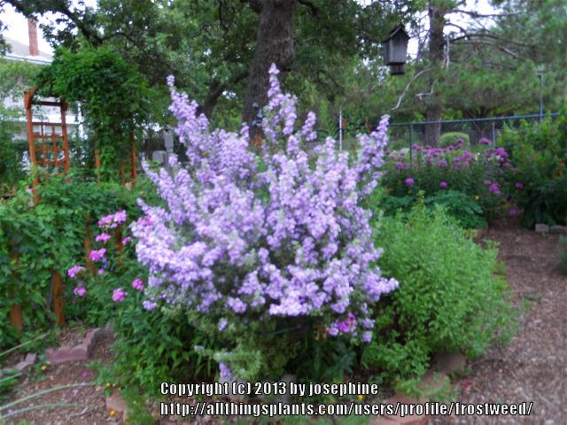 Photo of Texas Sage (Leucophyllum frutescens 'Lynn Lowrey's Dwarf Everblooming') uploaded by frostweed
