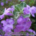 Texas Sage, Leucophyllum frutescens 'Lynn Lowrey's Dwarf Everblooming'
