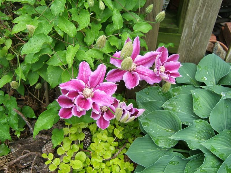Photo of Clematis 'Dr. Ruppel' uploaded by pirl