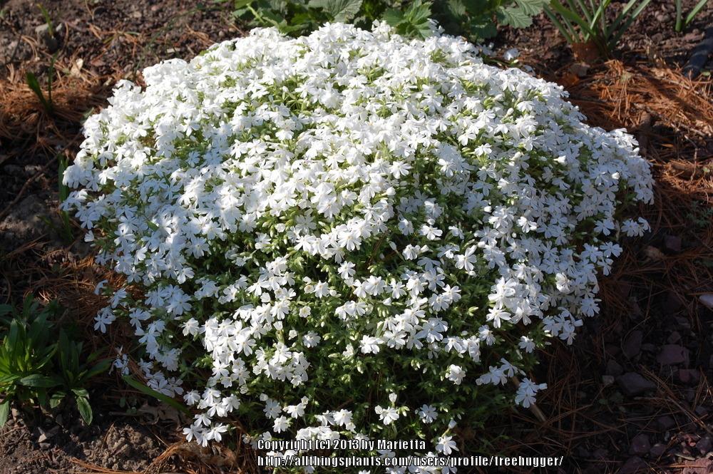 Photo of Phlox subulata 'Cotton Candy' uploaded by treehugger
