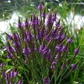 Photo of Blue Vervain (Verbena hastata) uploaded by vic