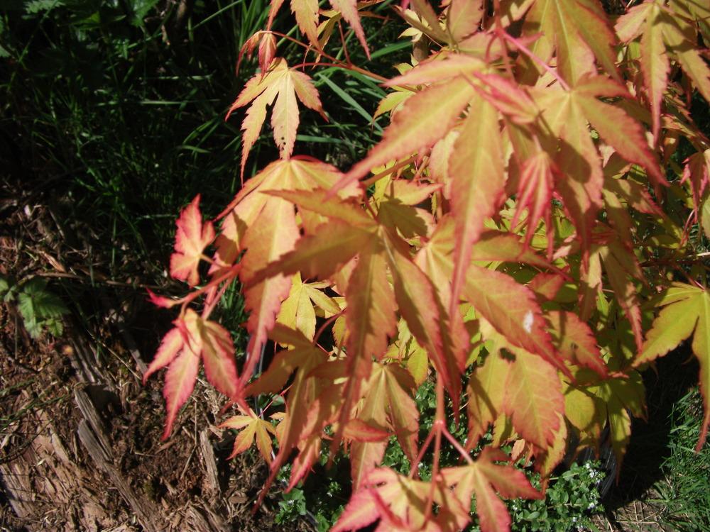 Photo of Japanese Maple (Acer palmatum 'Shin Deshojo') uploaded by Bonehead