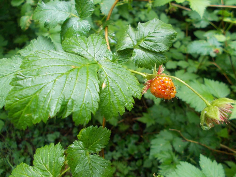 Photo of Salmonberry (Rubus spectabilis) uploaded by Bonehead