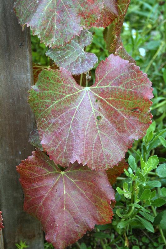 Photo of California Grape (Vitis californica 'Roger's Red') uploaded by Calif_Sue