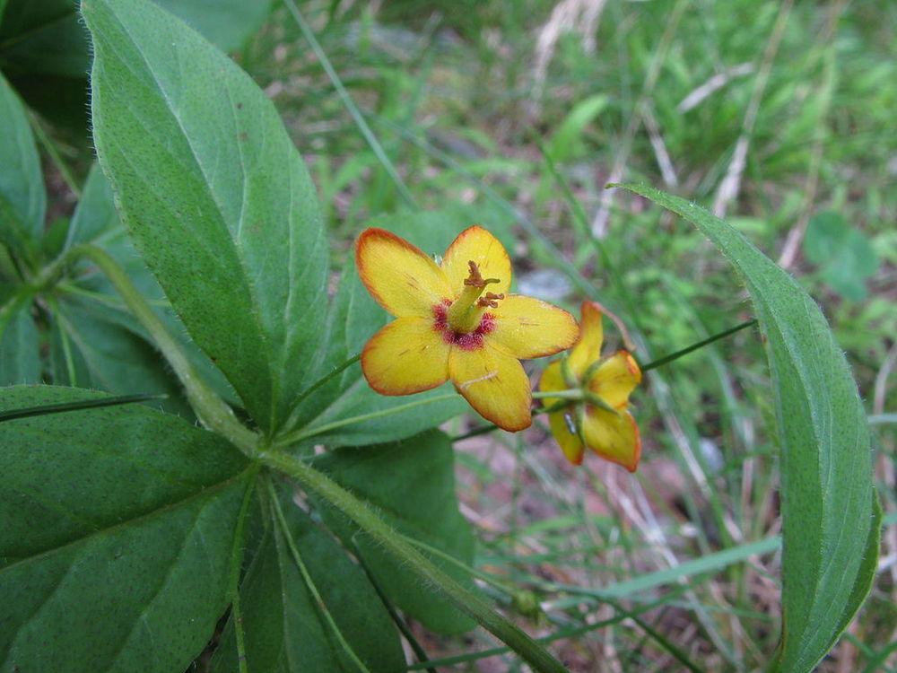Photo of Whorled Yellow Loosestrife (Lysimachia quadrifolia) uploaded by SongofJoy