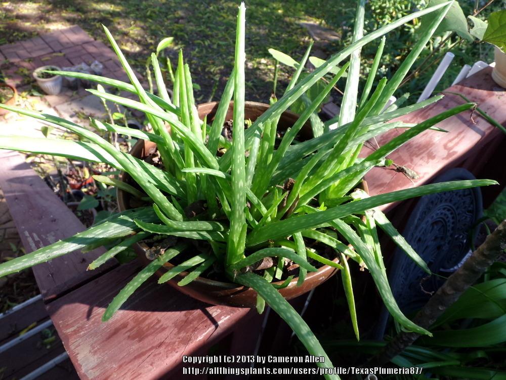 Photo of Aloe Vera (Aloe vera) uploaded by TexasPlumeria87