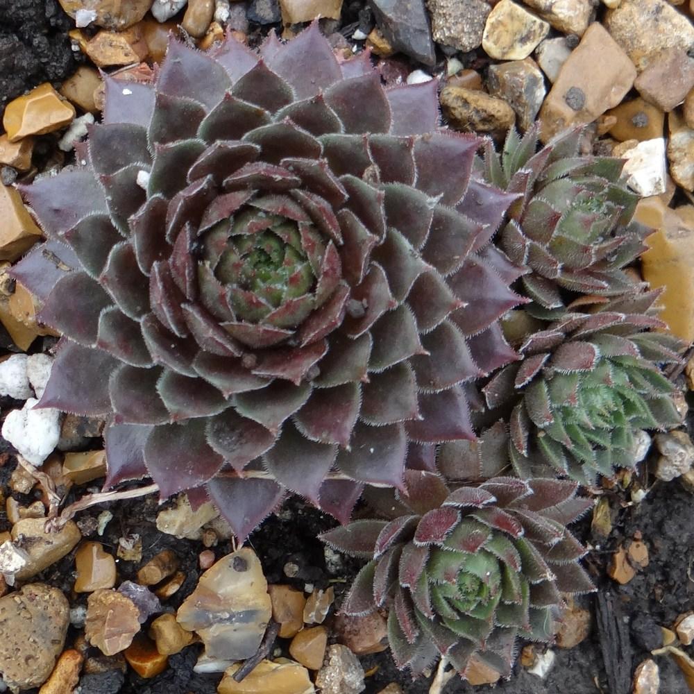 Photo of Hen and Chicks (Sempervivum 'Aglow') uploaded by stilldew