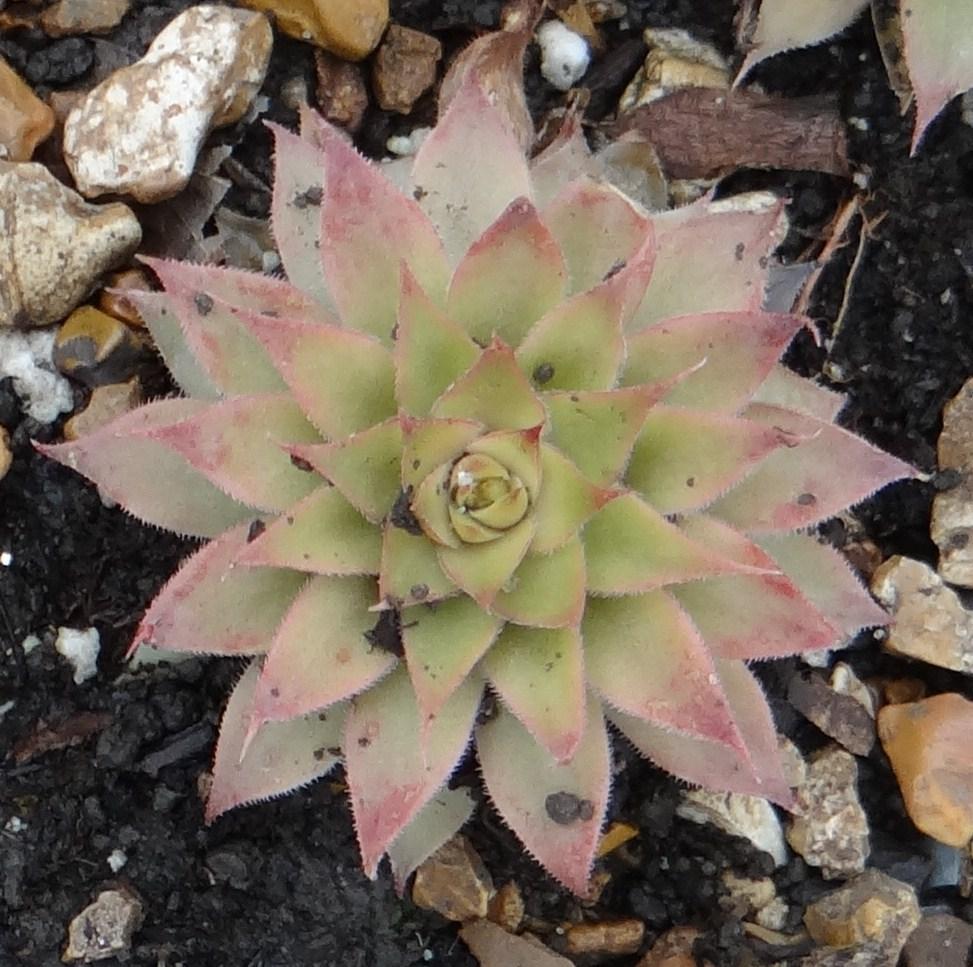 Photo of Hen and Chicks (Sempervivum 'Red Beauty') uploaded by stilldew