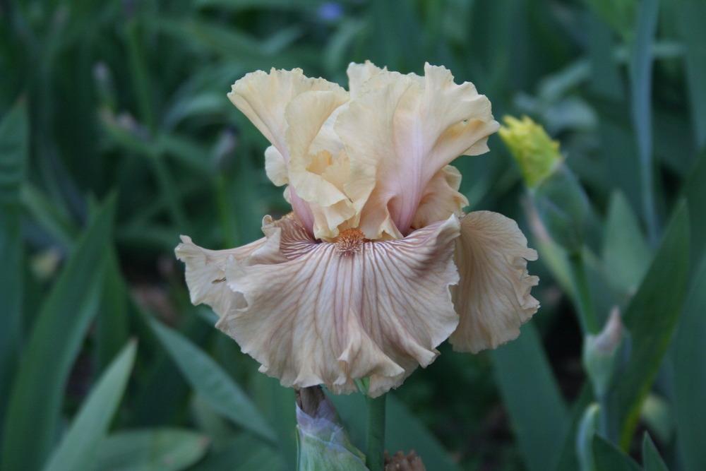 Photo of Tall Bearded Iris (Iris 'Just Crazy') uploaded by KentPfeiffer