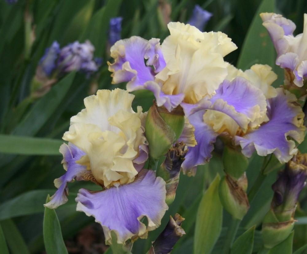 Photo of Tall Bearded Iris (Iris 'Kona Waves') uploaded by KentPfeiffer