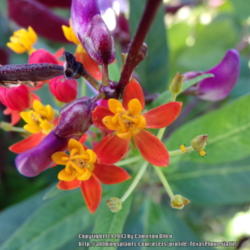 Location: Plano, TX
Date: 2013-11-01
Tropical Milkweed with Hyacinth Bean seedpods