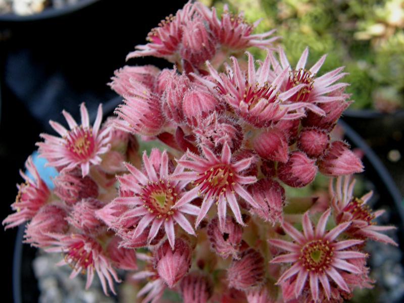 Photo of Hen and Chicks (Sempervivum 'Dallas') uploaded by banker07
