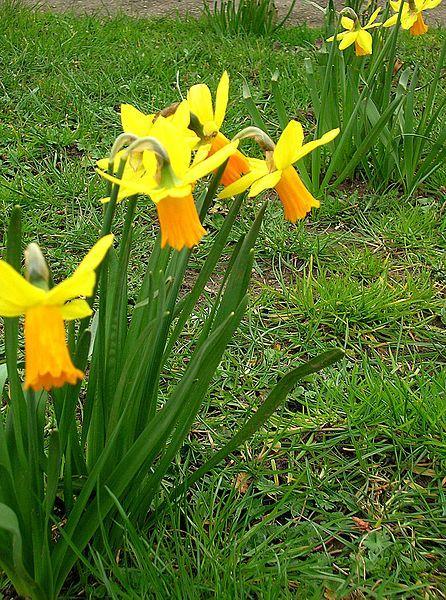 Photo of Cyclamineus Daffodil (Narcissus 'Jetfire') uploaded by robertduval14