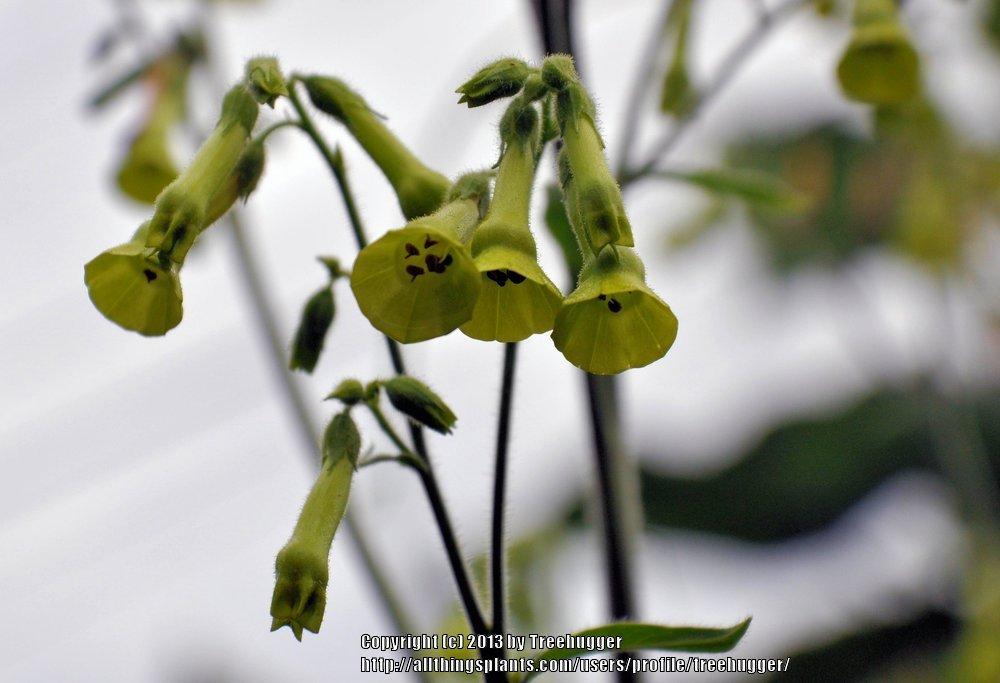 Photo of Flowering Tobacco (Nicotiana langsdorffii) uploaded by treehugger