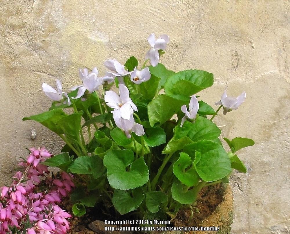 Photo of Common Blue Violet (Viola sororia) uploaded by bonitin