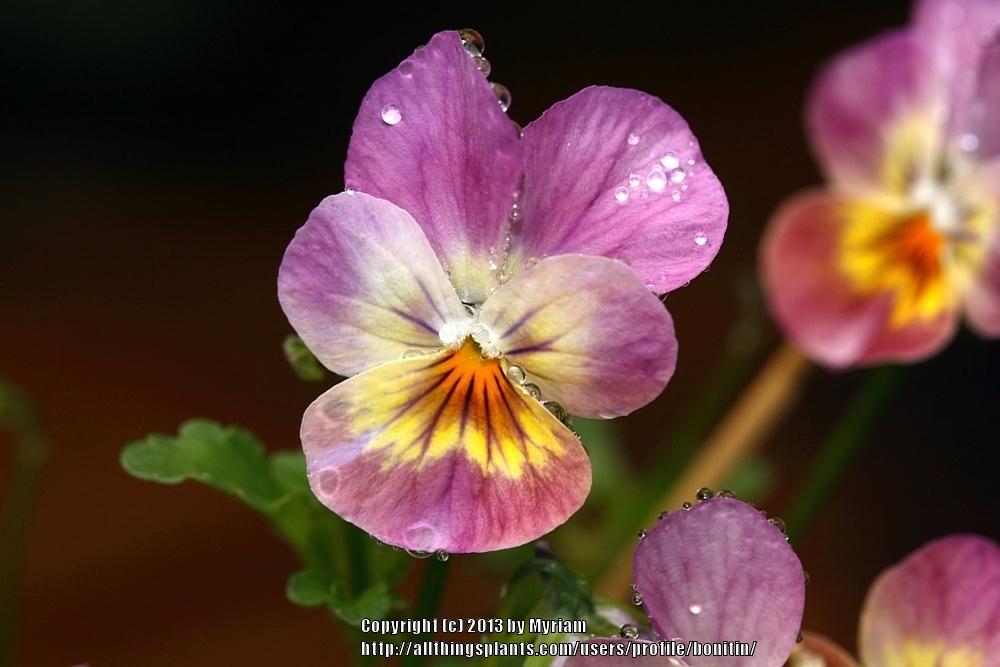 Photo of Horned Violet (Viola cornuta Sorbet™ Antique Shades) uploaded by bonitin