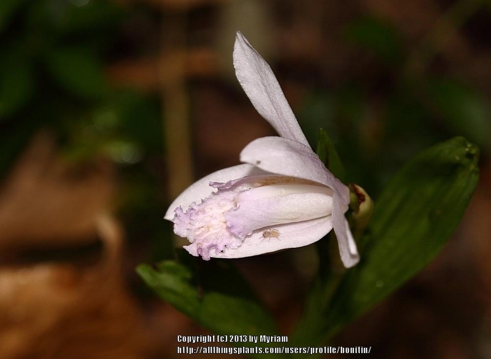 Photo of Chinese Ground Orchid (Bletilla striata) uploaded by bonitin