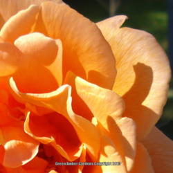 Location: Garland (Dallas), TX
Date: 2013-11-01
Close up of petals.  Love that sparkle-glaze.