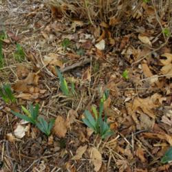 Location: Long Island, NY 
Date: 2013-04-13
buds emerging on daffodils