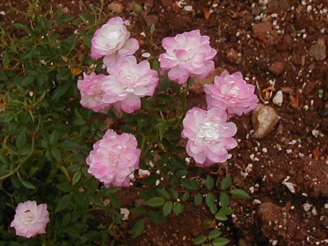 Photo of Rose (Rosa 'Cinderella') uploaded by RoseBlush1