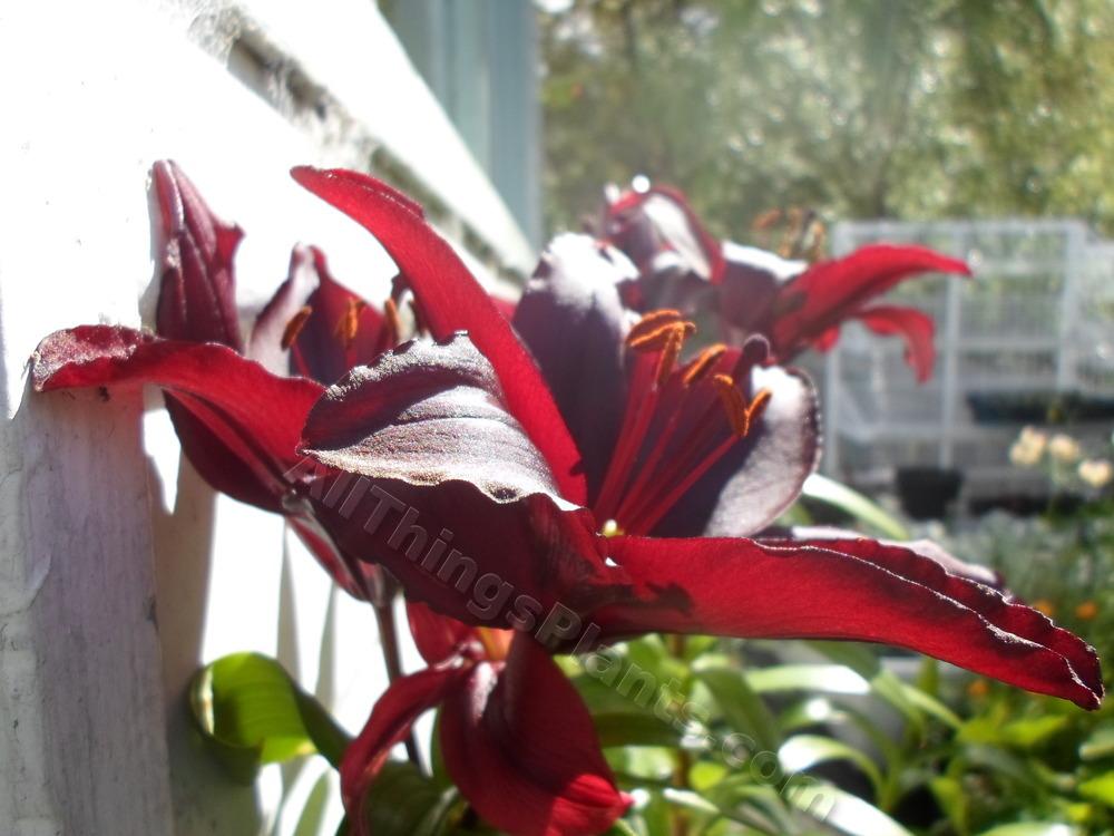 Photo of Lilies (Lilium) uploaded by dellac