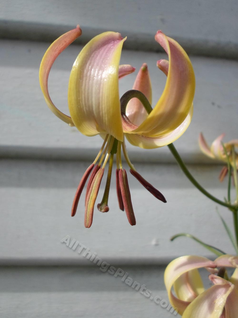 Photo of Lily (Lilium cernuum) uploaded by dellac