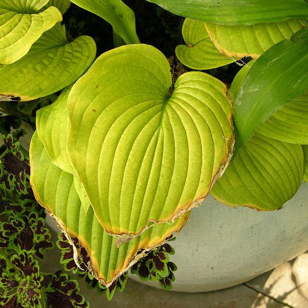 Photo of Hosta 'Sum and Substance' uploaded by robertduval14