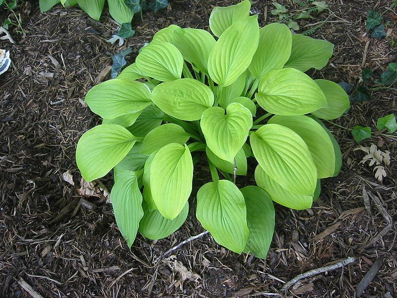 Photo of Hosta 'August Moon' uploaded by robertduval14