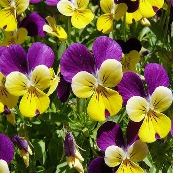 Photo of Johnny Jump-Up (Viola tricolor) uploaded by vic