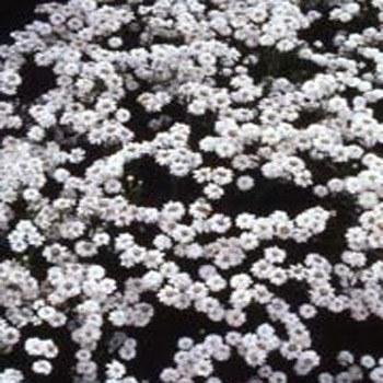 Photo of Yarrow (Achillea ptarmica 'The Pearl') uploaded by vic