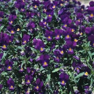 Photo of Horned Violet (Viola cornuta 'King Henry') uploaded by vic