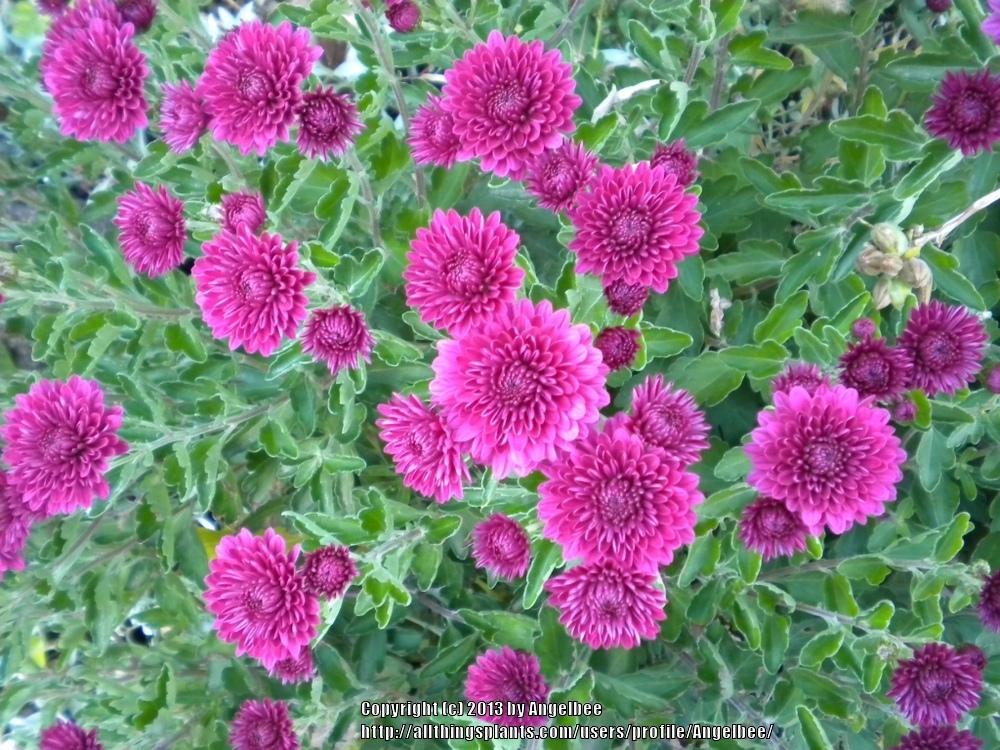 Photo of Garden Mum (Chrysanthemum 'Regal Cheryl Purple') uploaded by Angelbee