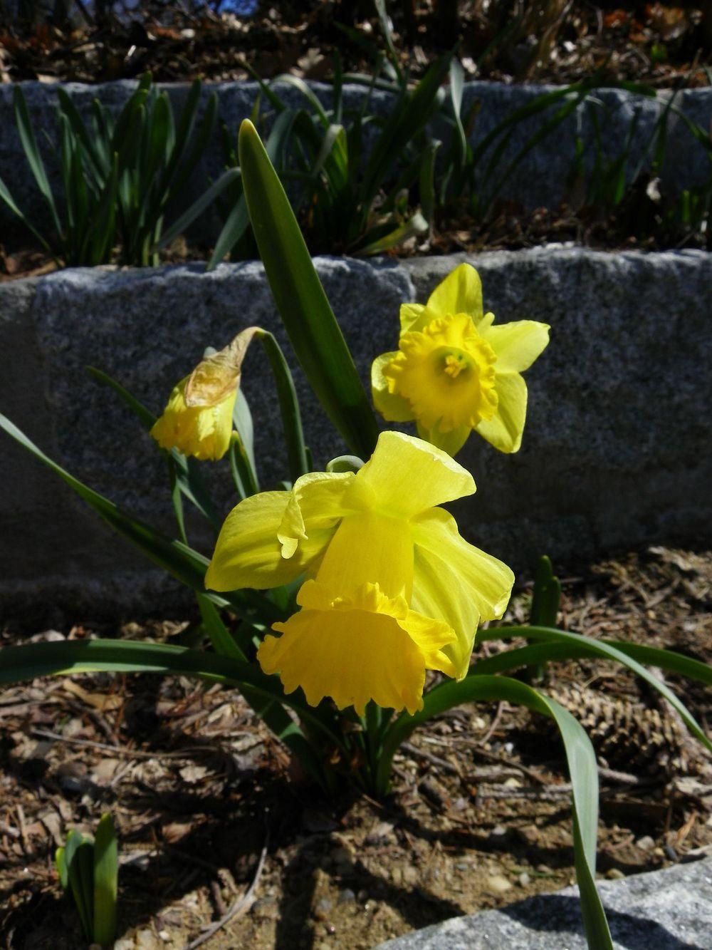 Photo of Trumpet daffodil (Narcissus 'Rijnveld's Early Sensation') uploaded by Newyorkrita