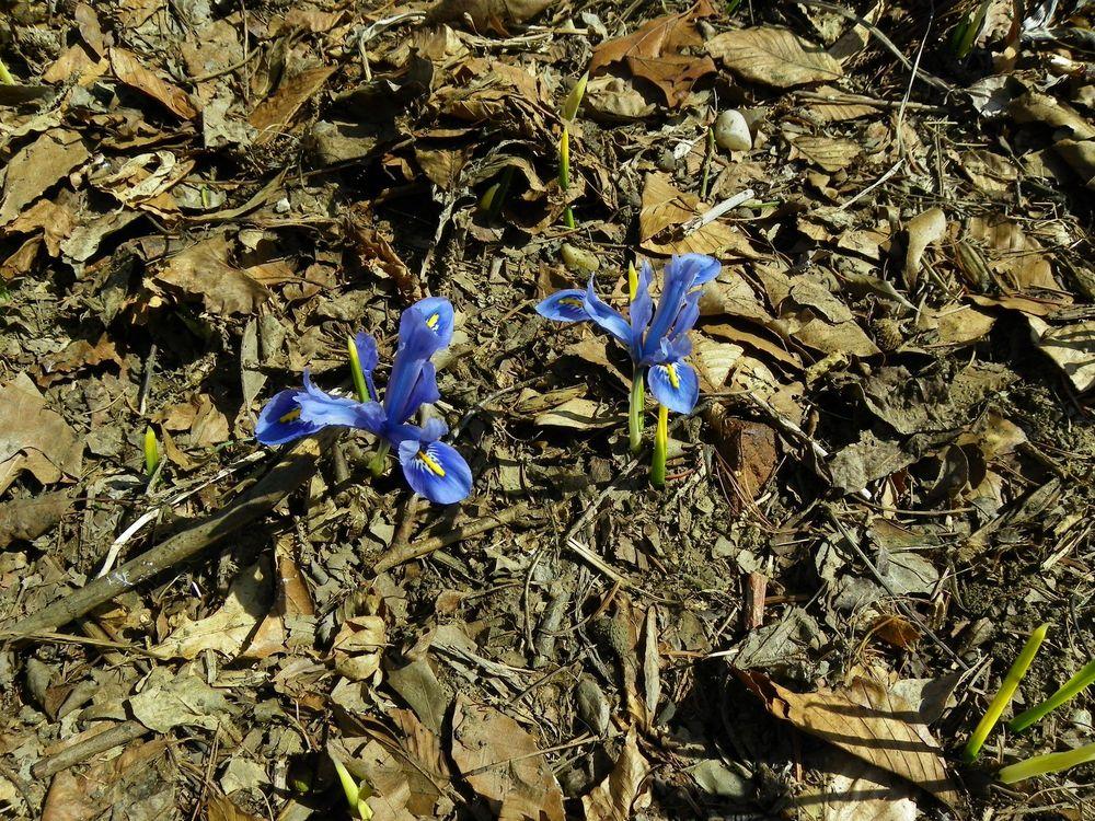 Photo of Reticulated Iris (Iris reticulata 'Alida') uploaded by Newyorkrita