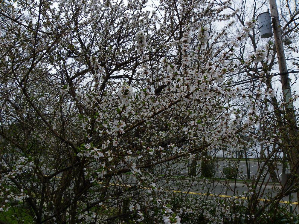 Photo of Nanking Bush Cherry (Prunus tomentosa) uploaded by Newyorkrita