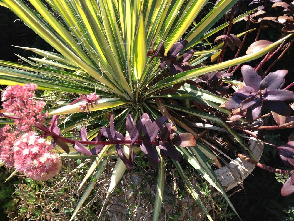 Photo of Adam's Needle (Yucca filamentosa 'Color Guard') uploaded by clintbrown