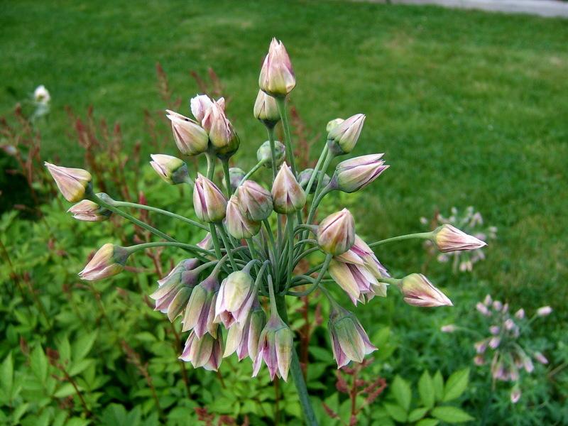 Photo of Bulgarian Honey Garlic (Allium siculum subsp. dioscoridis) uploaded by pirl