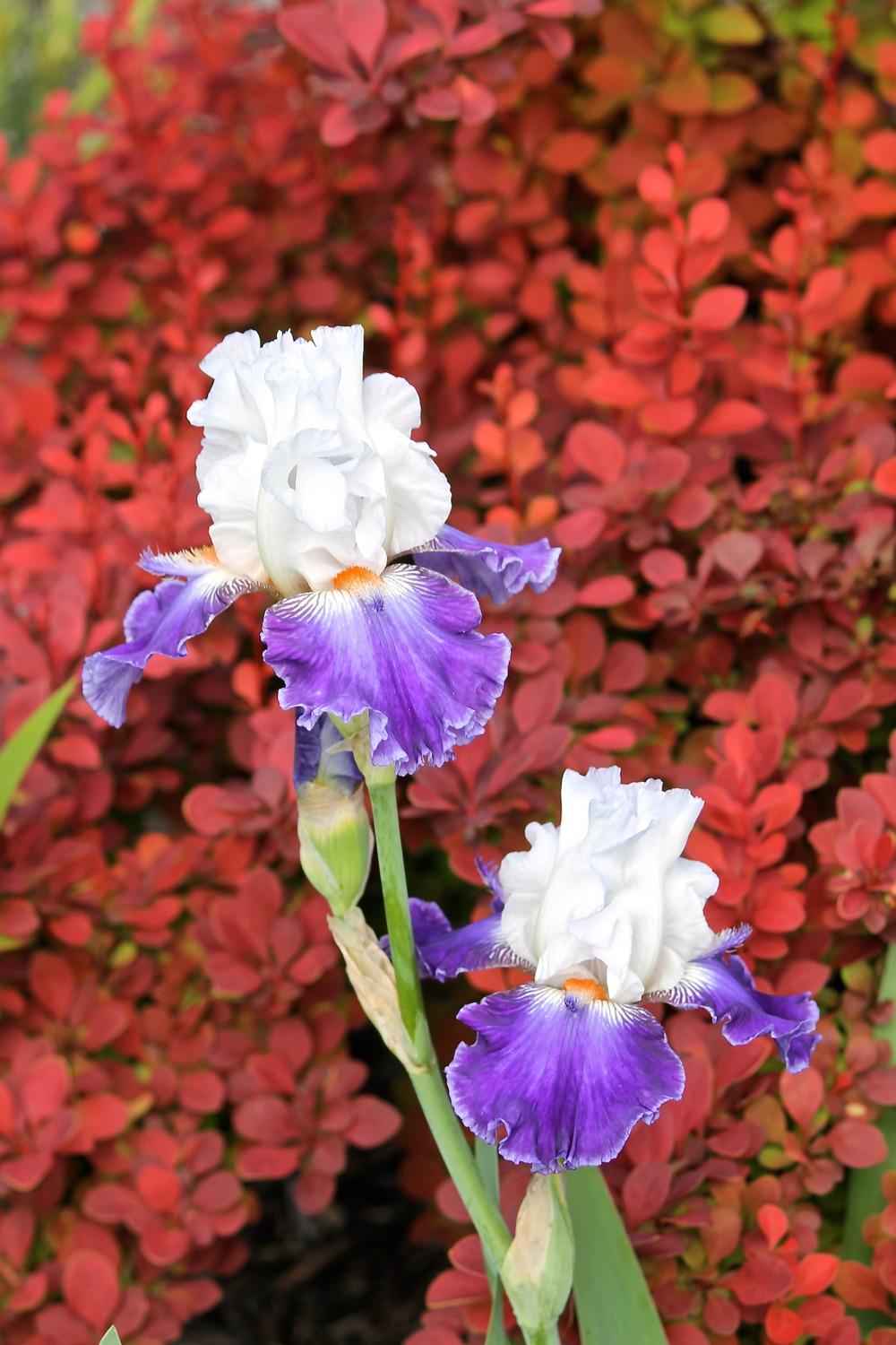 Photo of Tall Bearded Iris (Iris 'Stars and Stripes') uploaded by ARUBA1334