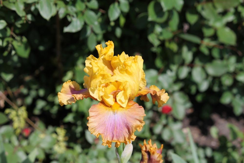 Photo of Tall Bearded Iris (Iris 'Nice Job') uploaded by ARUBA1334