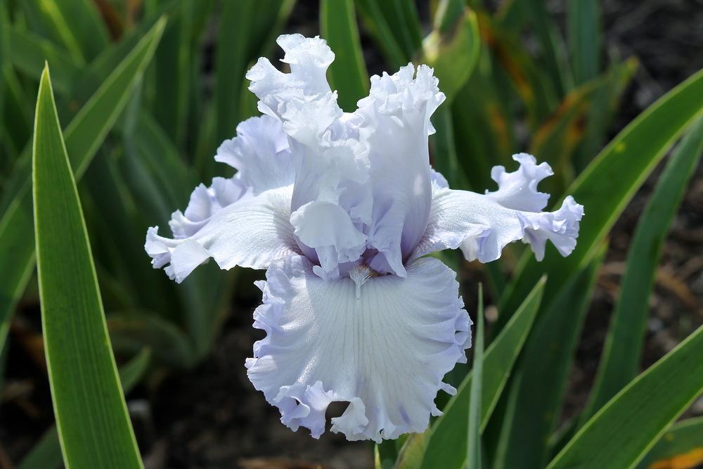 Photo of Tall Bearded Iris (Iris 'Through the Clouds') uploaded by ARUBA1334